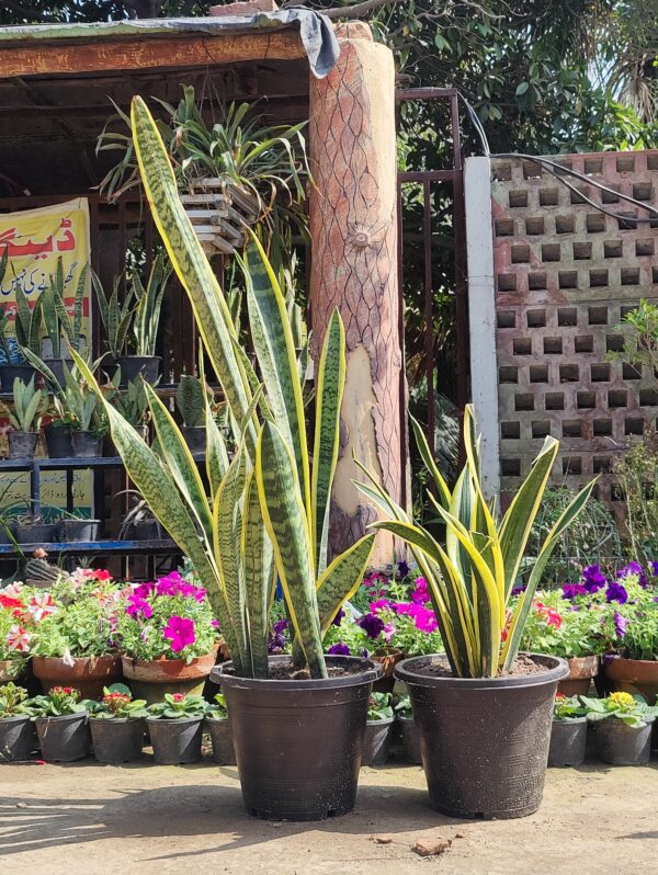 Sansevieria Care