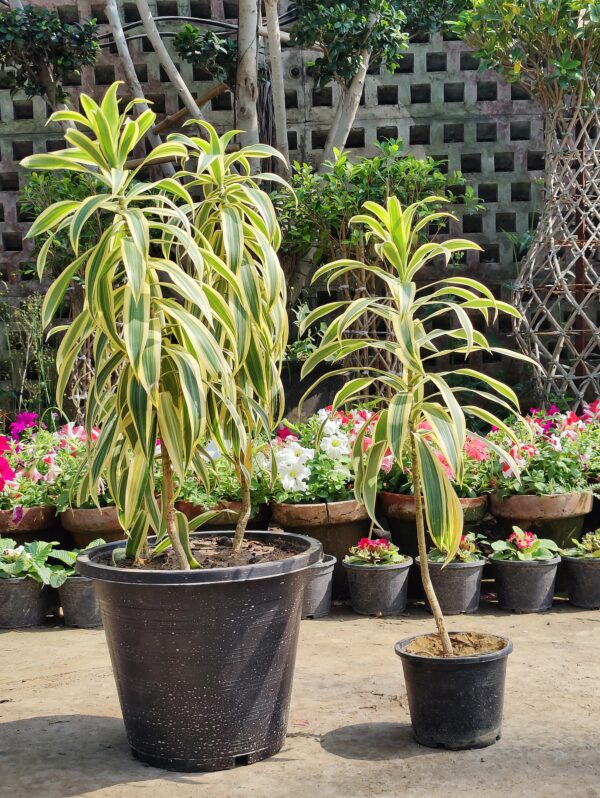 Dracena reflexa "song of india "