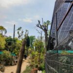 Why I Started My Nursery Farm