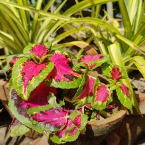 Coleus Plant