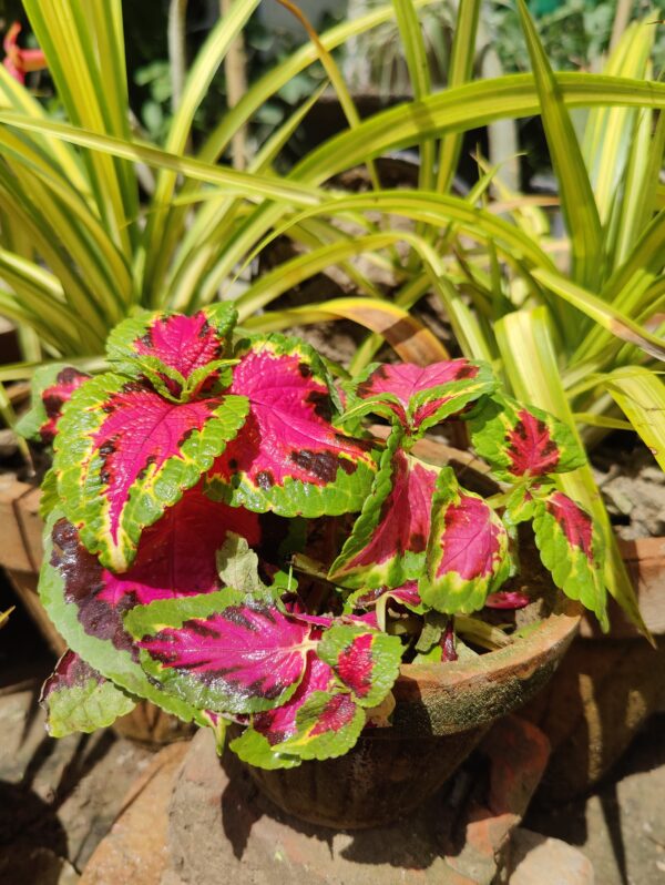 Coleus Plant