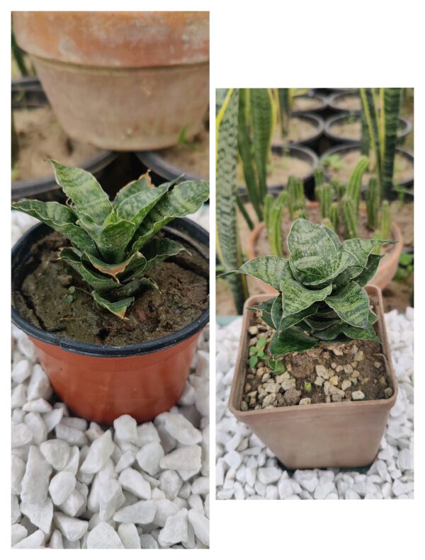 Sansevieria ( Mahanakorn )