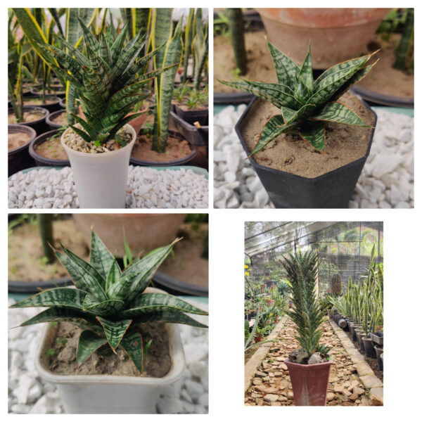 Sensevieria Bantheing tower